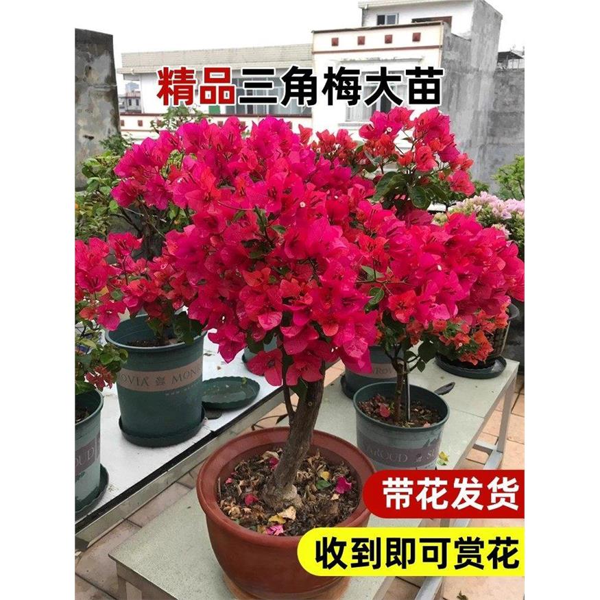 三角梅重瓣盆栽带花苞老图片