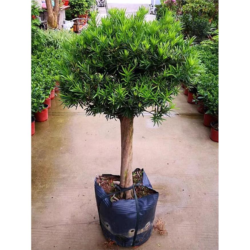 罗汉松树苗小叶中叶雀舌