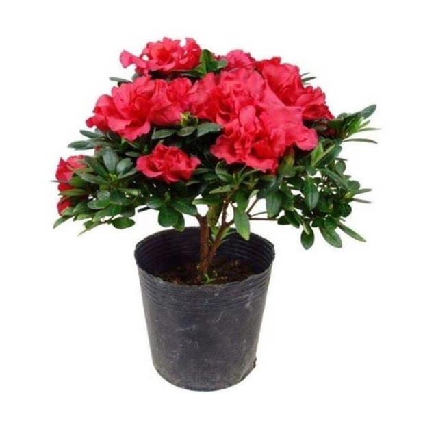 五宝杜鹃花苗盆栽带花苞图片