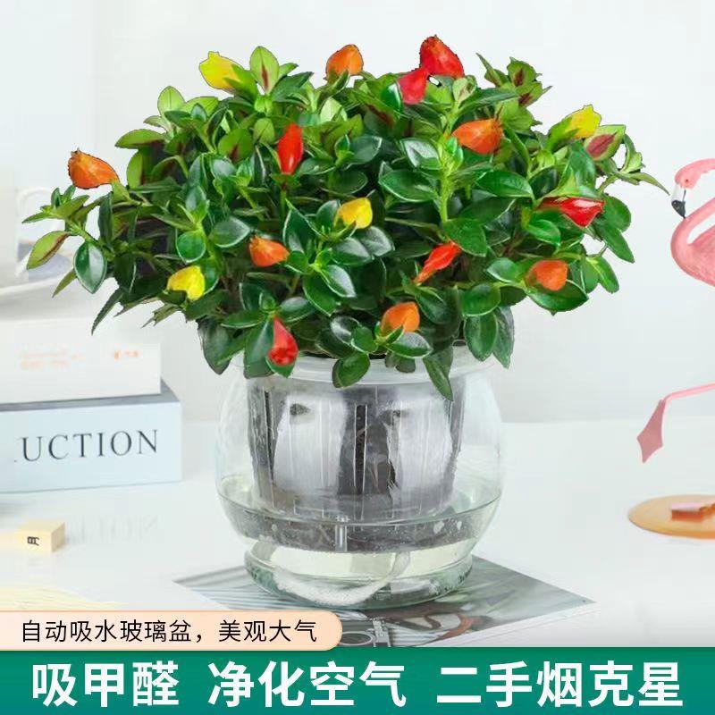 【整盆】金鱼吊兰花盆栽