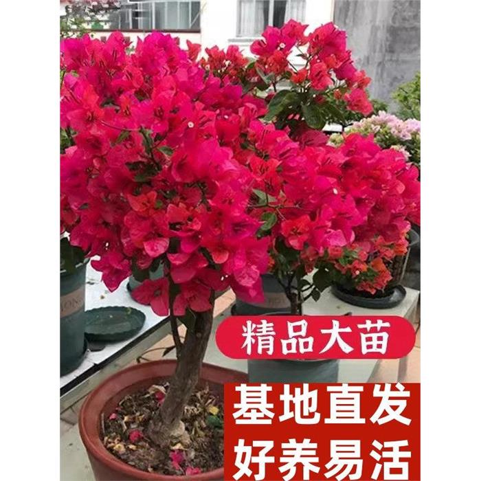 三角梅重瓣盆栽带花苞老图片