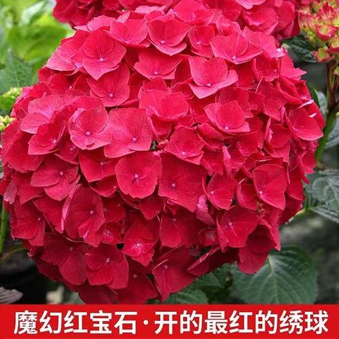 绣球花苗盆栽大无尽夏四