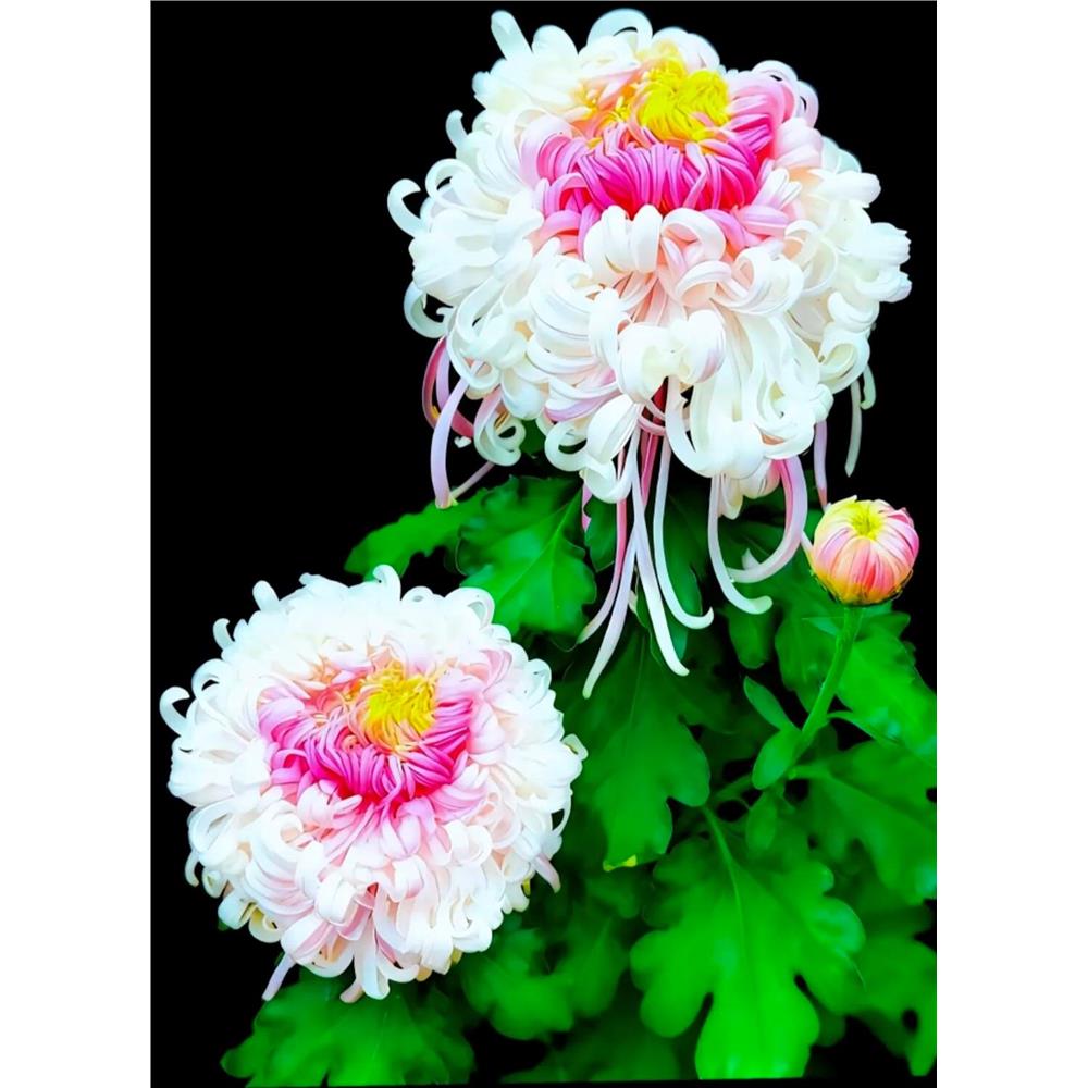 菊花盆栽带花苞四季开花