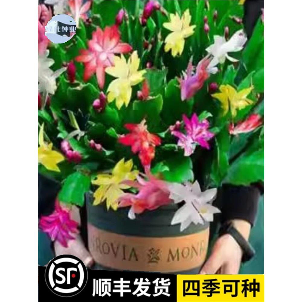 嫁接蟹爪兰花苗莲带花多