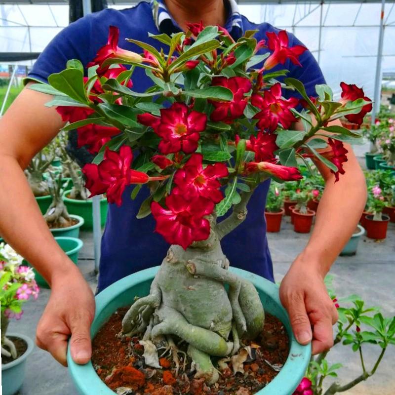 重瓣沙漠玫瑰花苗四季盆