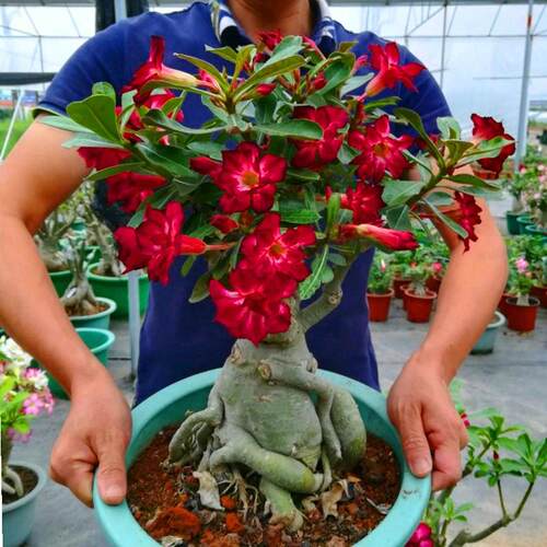 重瓣沙漠玫瑰花苗四季盆