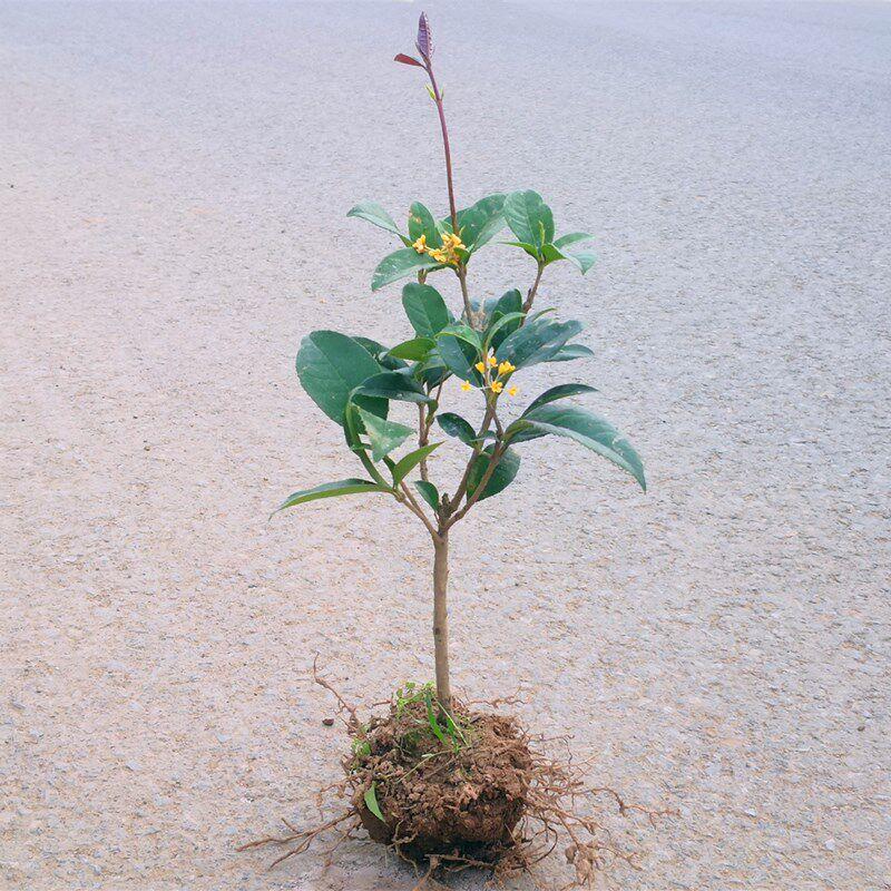 四季桂花树苗浓香八月黄