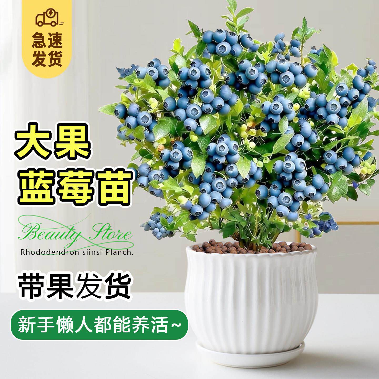 蓝莓树果苗盆栽特大号带