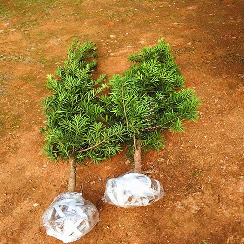 罗汉松树苗庭院绿植阳台