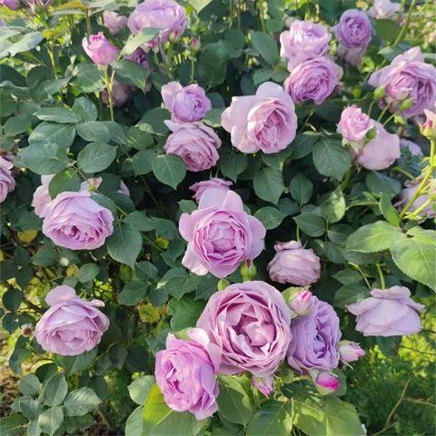 蓝色风暴花苗带花苞大花