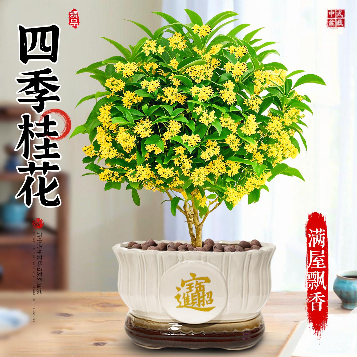 特大四季桂花盆栽老桩树图片