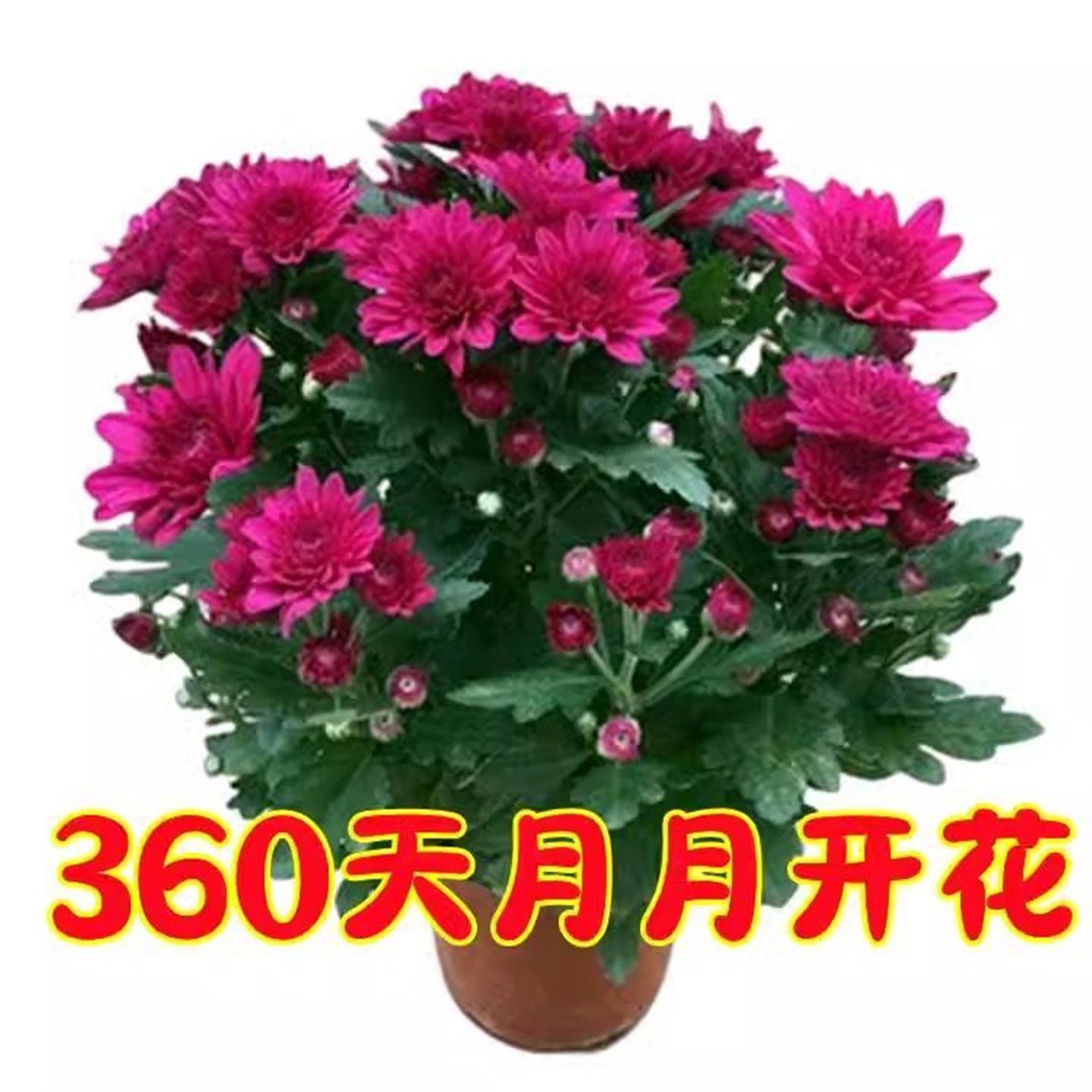 四季开花荷兰菊进口苗耐
