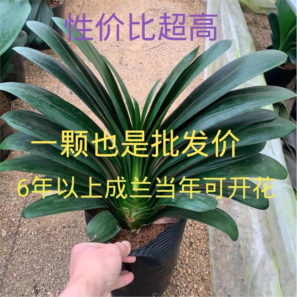 精品君子兰盆栽带花苞圆