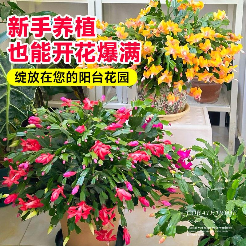 花苞冬天大全植物兰开花