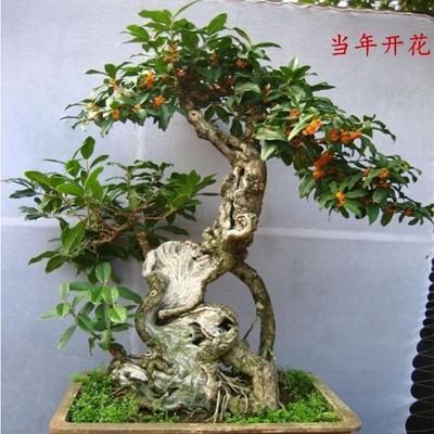 桂花盆景老桩沉香桂浓香型庭院树苗地栽绿植盆栽室内花卉四季桂花