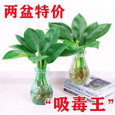 绿公主盆栽水培植物金钻图片