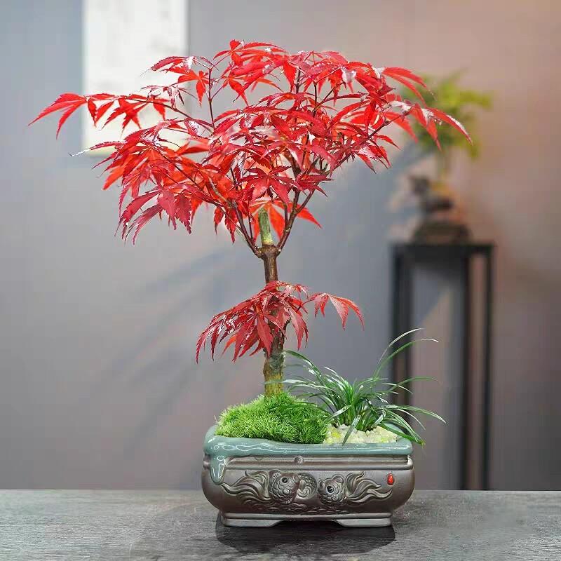 红枫盆景矮桩栽红舞姬树