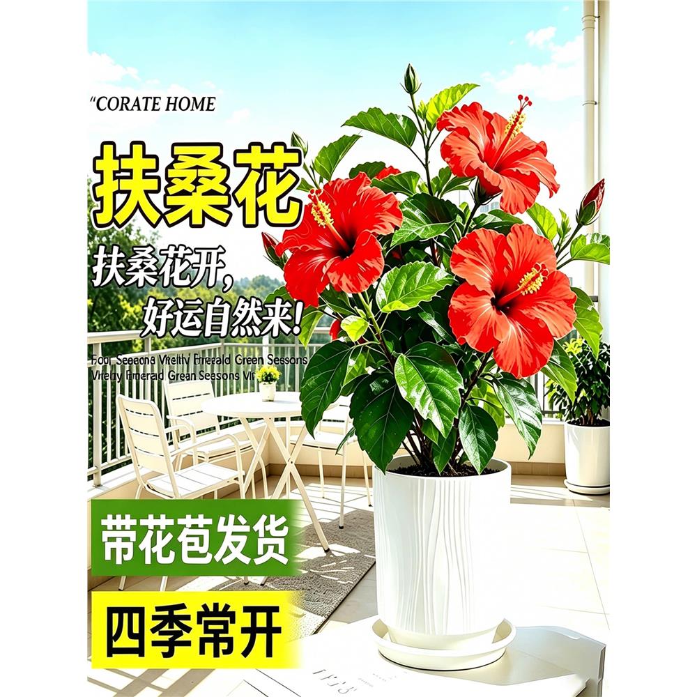 耐晒耐热重瓣扶桑花盆栽
