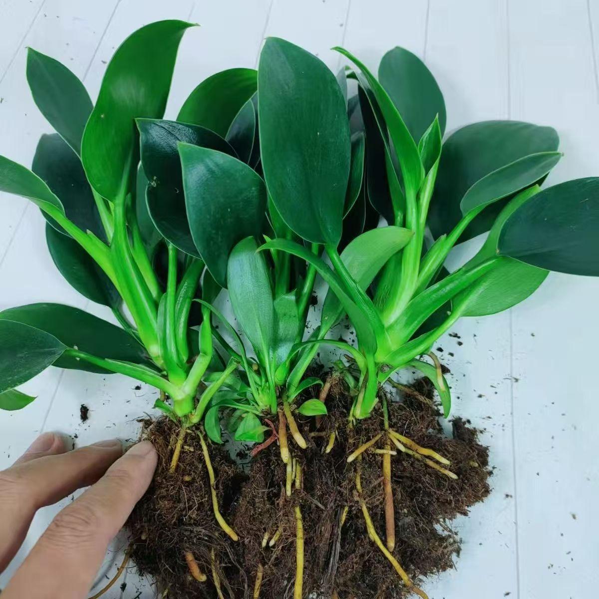 金钻绿公主盆栽植物办公图片