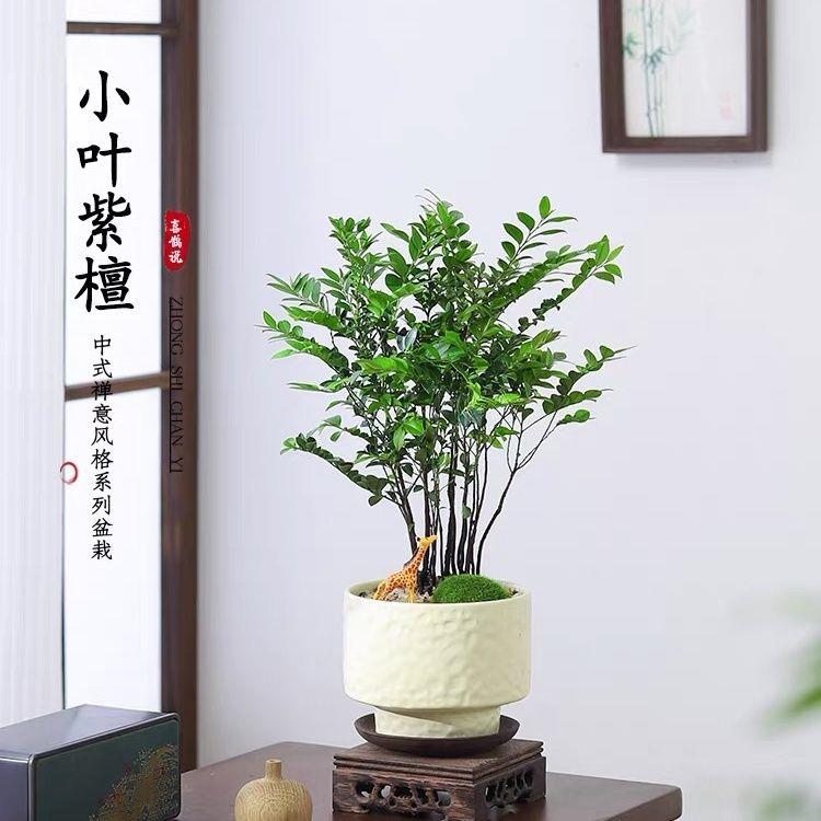 原生小叶紫檀盆栽丛林苗