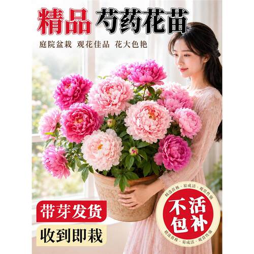 芍药花苗带芽阳台庭院四