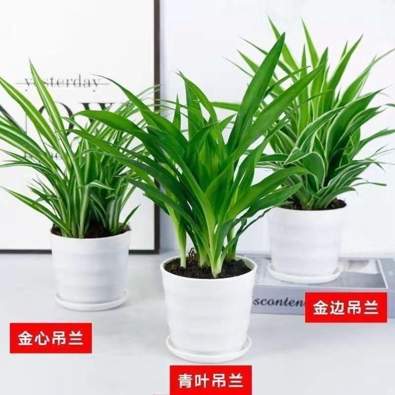 金边吊兰金心青叶四季盆