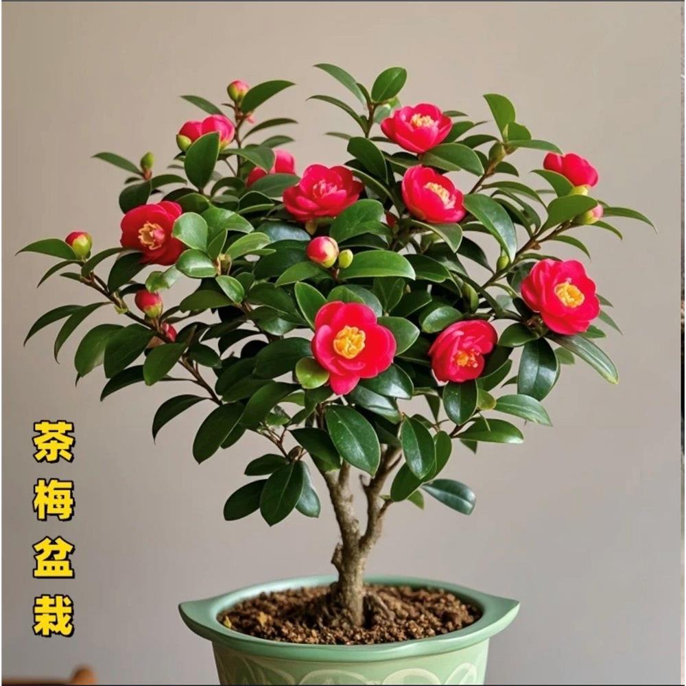 茶梅树苗家用花四季特级