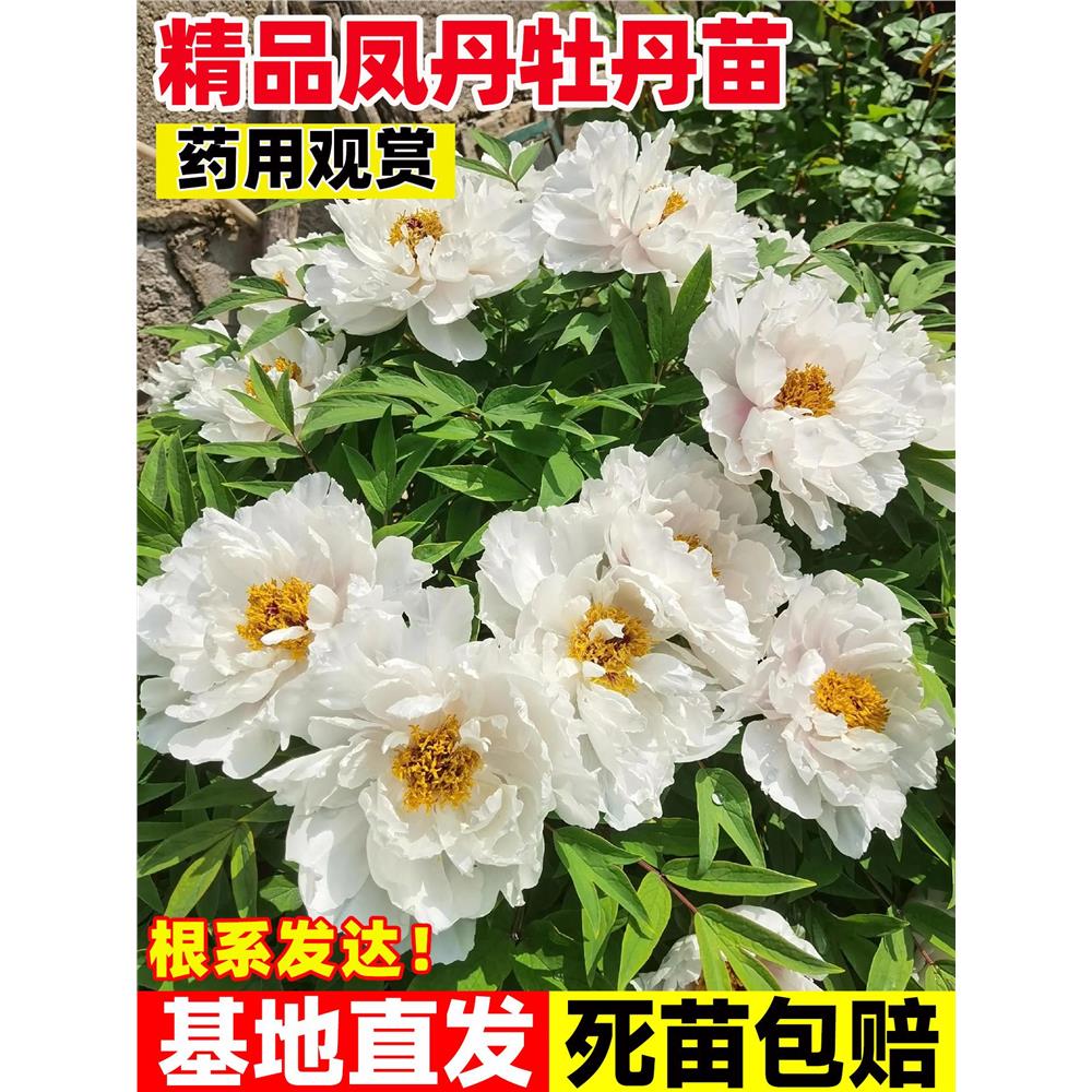 凤丹牡丹种苗油用阳台庭
