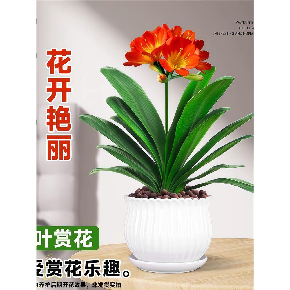 室内当年花卉开花君子兰