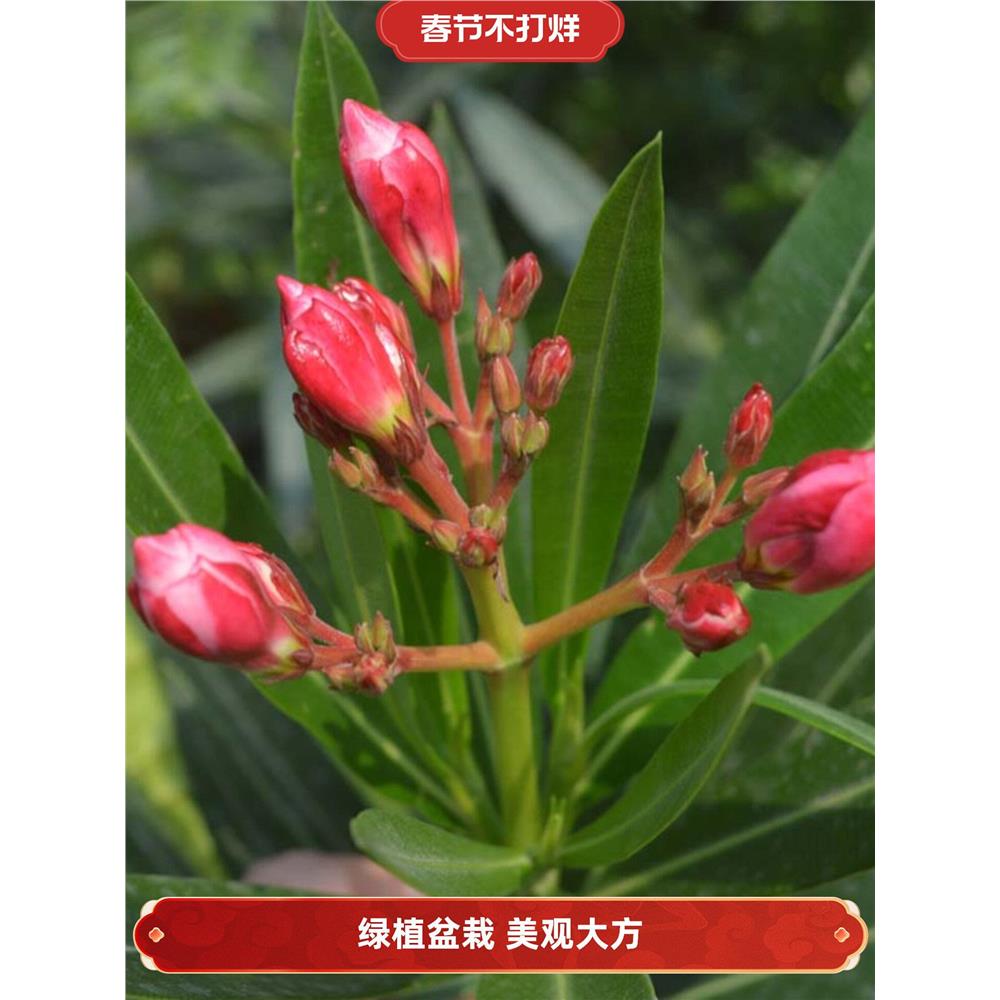 夹竹桃盆叶花栽植物花卉