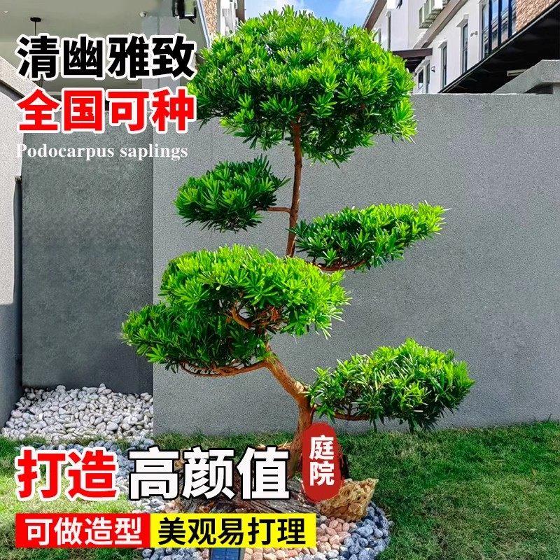 罗汉松树苗盆栽小型雀舌图片