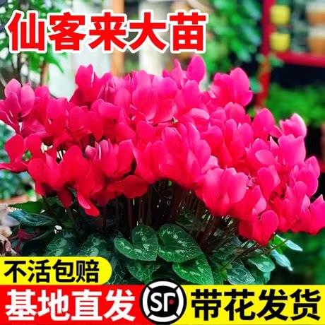 仙客来盆栽带花兔耳花四