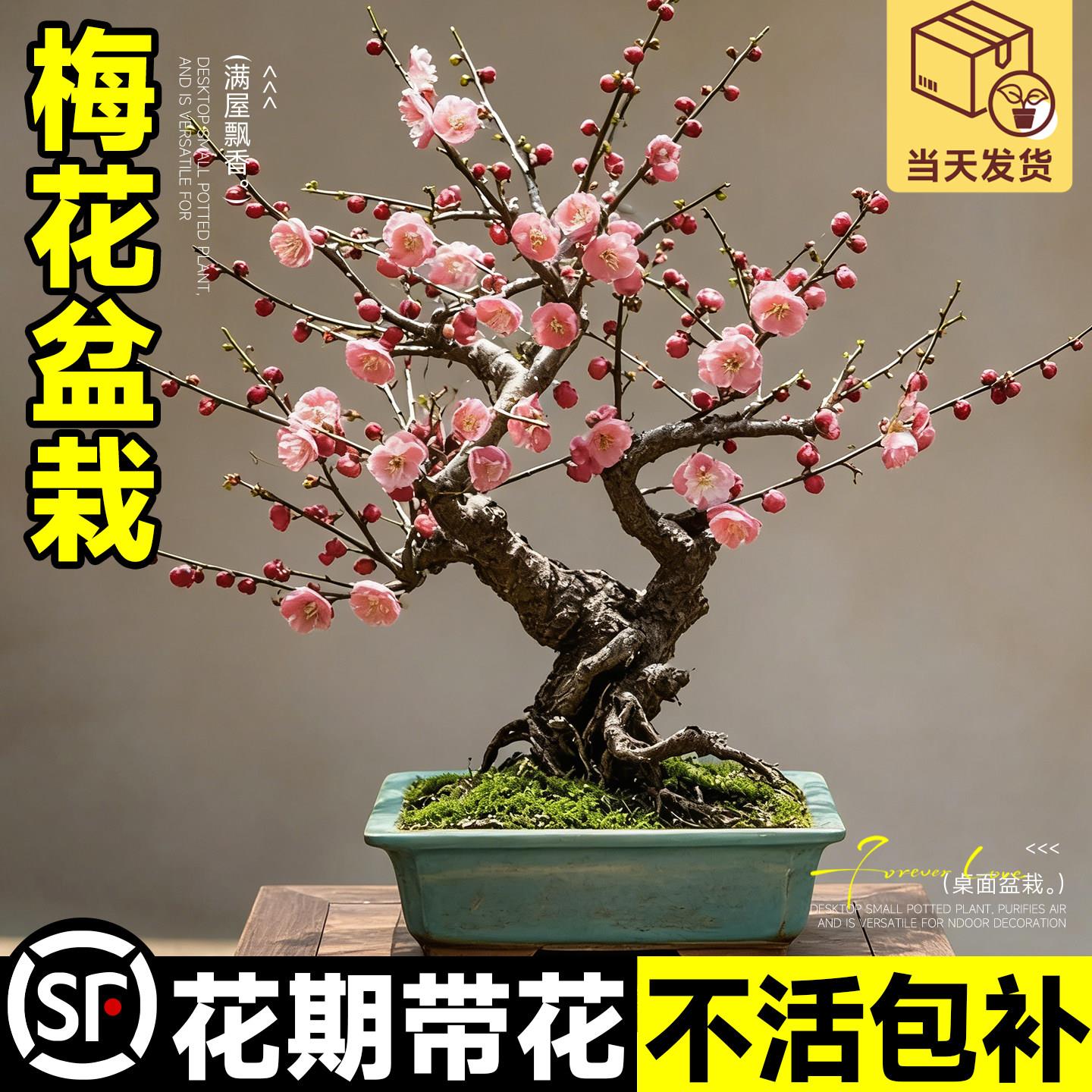 腊梅盆栽老桩原生红景梅