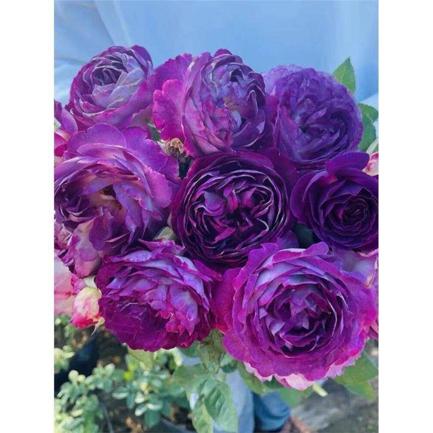 英国月季花苗合唱团深紫
