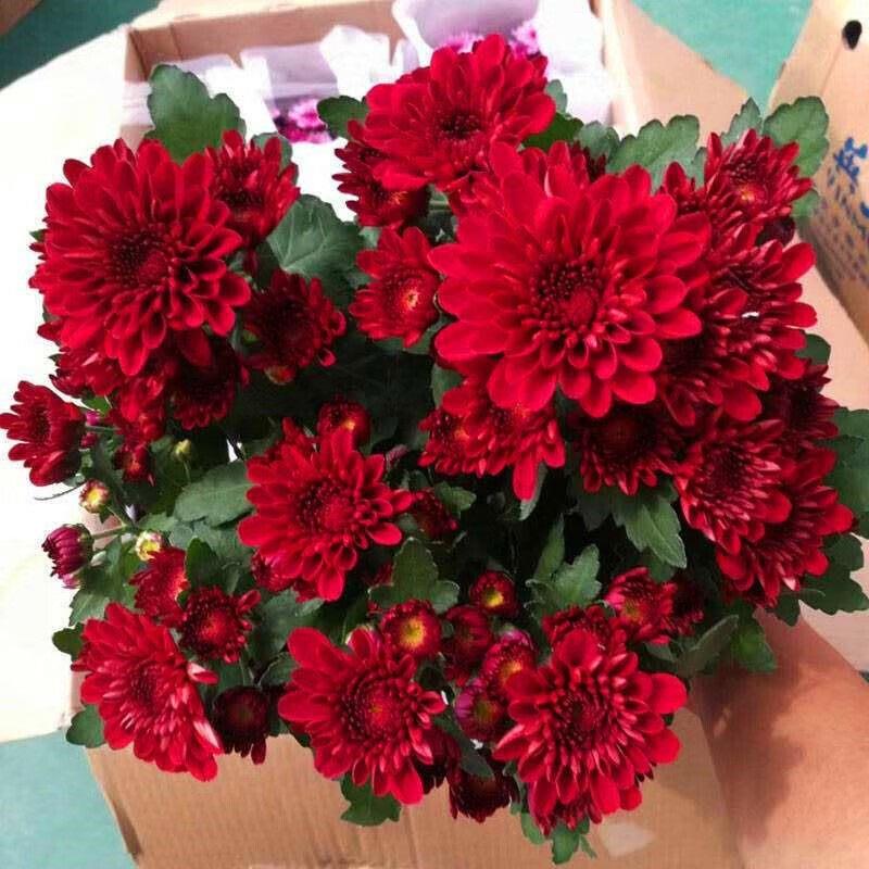 菊花盆栽四季荷兰菊带花
