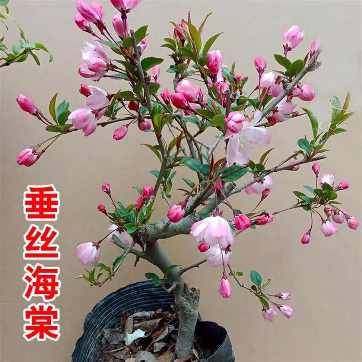垂丝海棠花盆栽室内阳台