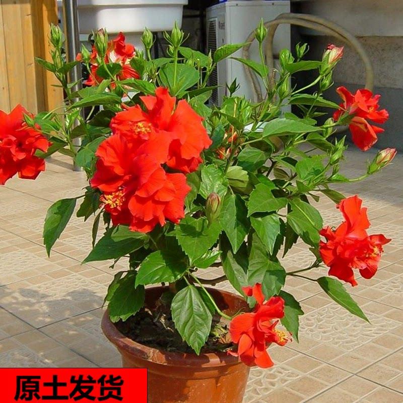 牡丹芙蓉花盆栽花卉黄色