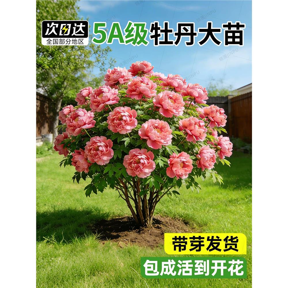 牡丹花树苗盆栽大苗洛阳图片