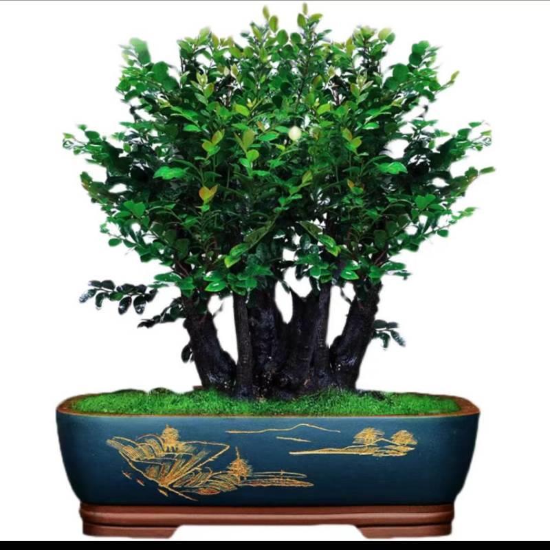 小叶紫檀盆景老树桩树苗