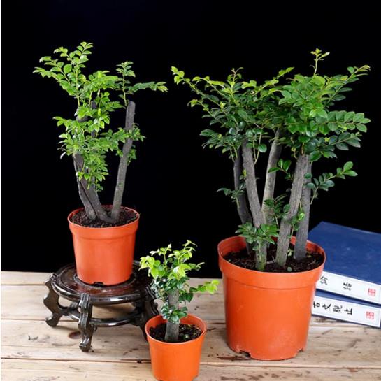 小叶紫檀盆景老桩植物室