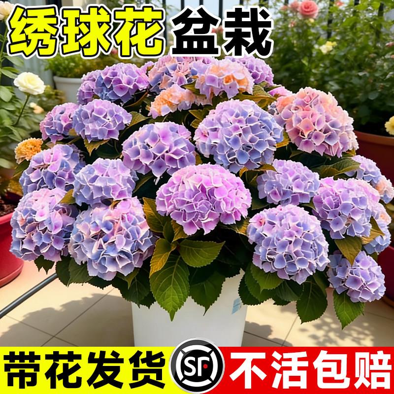 绣球花苗无尽夏四季盆栽