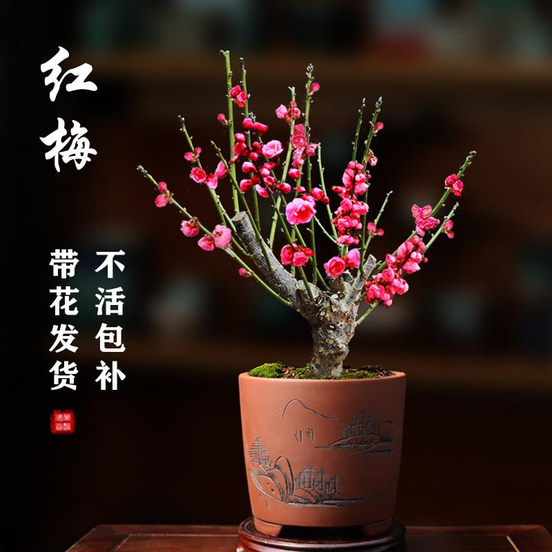 红梅盆栽梅花老桩盆景绿