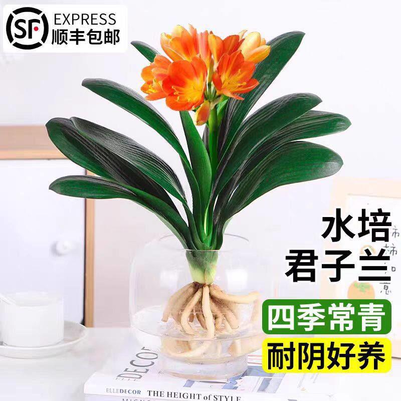 精品君子兰盆栽水培植物