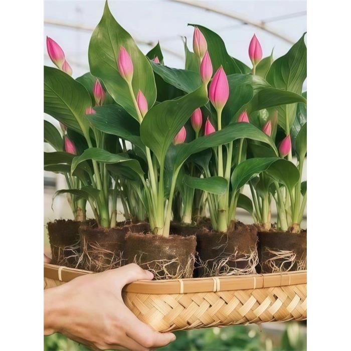 开花浓香】新品懒人郁金图片