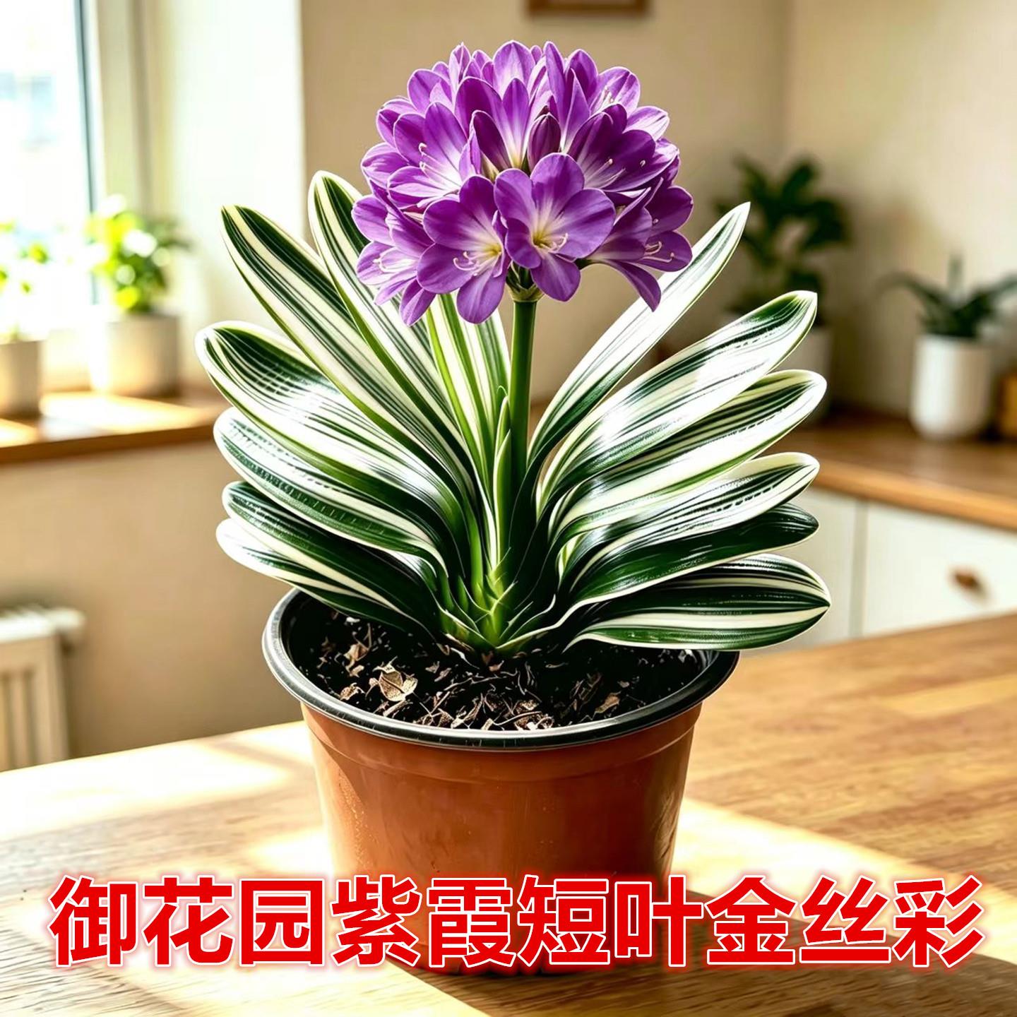 长春御花园紫霞短叶金丝