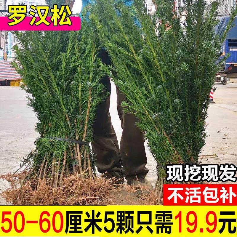 罗汉松树苗盆栽小叶雀舌图片