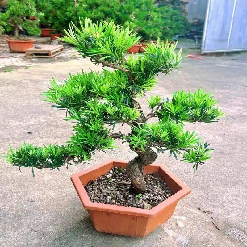 罗汉松树苗雀舌小叶庭院