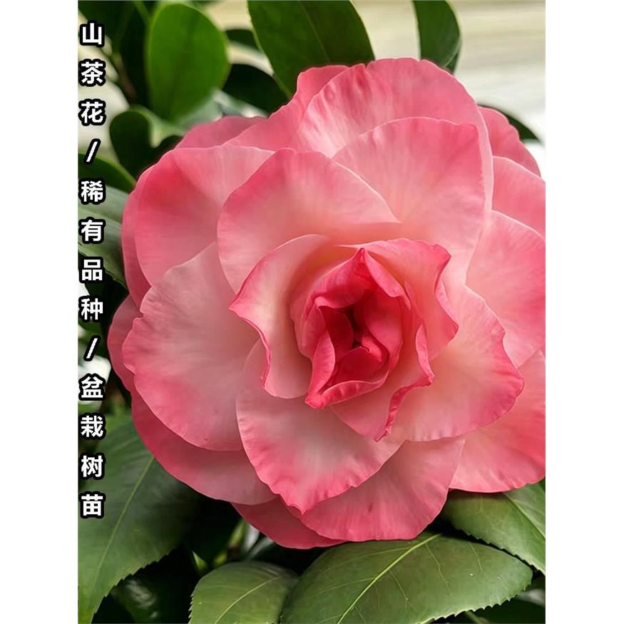 奴酒宝石茶花盆栽名贵品