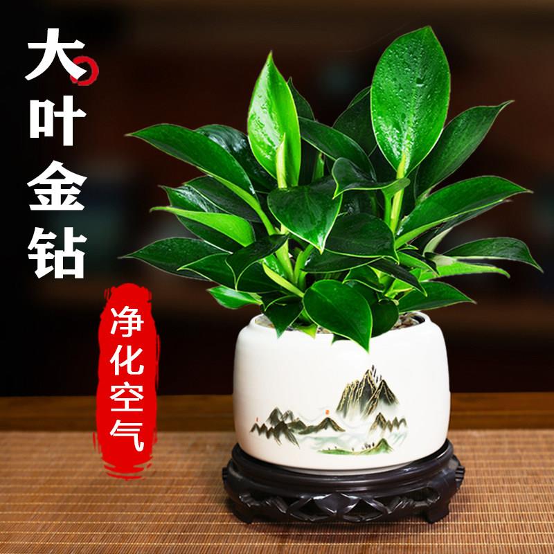 金钻盆栽绿公主绿萝植物图片