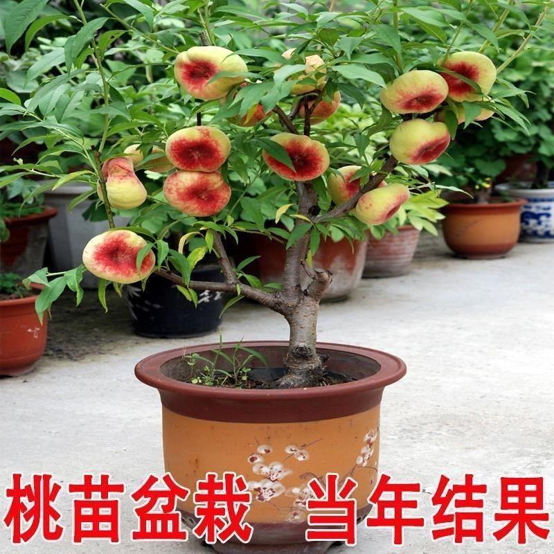 矮化盆栽桃树苗蟠桃寿桃